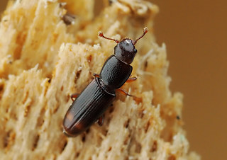 Rhizophagus bipustulatus