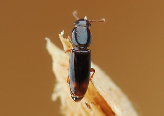 Rhizophagus bipustulatus