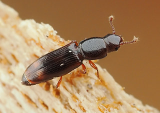 Rhizophagus bipustulatus