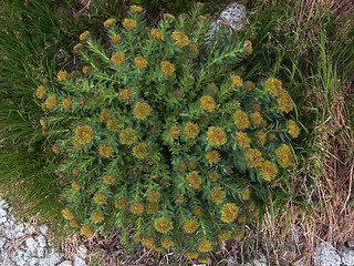 Rhodiola rosea