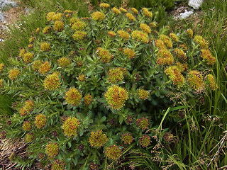 Rhodiola rosea