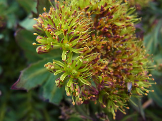 Rhodiola rosea