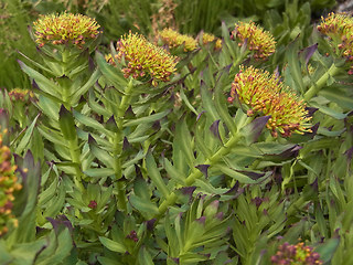 Rhodiola rosea