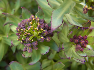 Rhodiola rosea