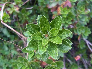 Rhododendron hirsutum