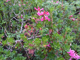 Rhododendron hirsutum