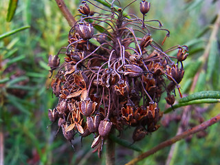 Rhododendron tomentosum