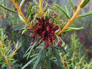 Rhododendron tomentosum