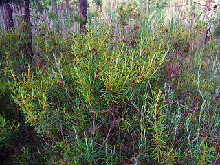 Rhododendron tomentosum