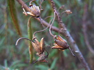 Rhododendron tomentosum