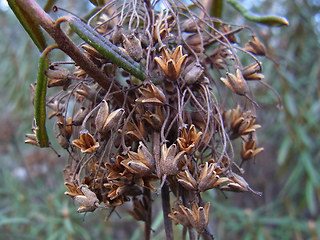 Rhododendron tomentosum