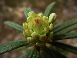 Rhododendron tomentosum