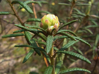 Rhododendron tomentosum