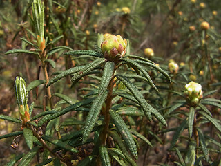 Rhododendron tomentosum