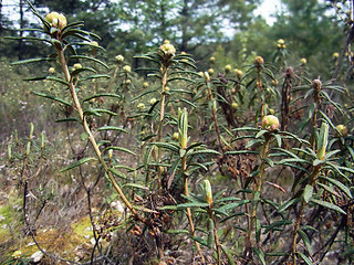 Rhododendron tomentosum