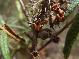 Rhododendron tomentosum