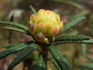 Rhododendron tomentosum