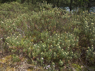 Rhododendron tomentosum