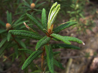 Rhododendron tomentosum
