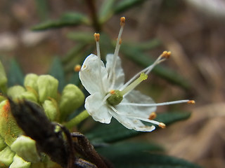 Rhododendron tomentosum