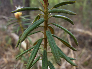 Rhododendron tomentosum