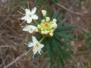 Rhododendron tomentosum