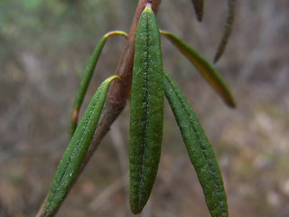 Rhododendron tomentosum