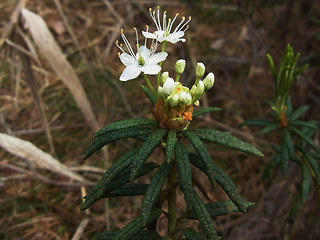 Rhododendron tomentosum