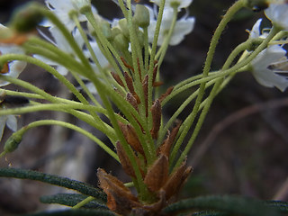 Rhododendron tomentosum