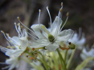 Rhododendron tomentosum