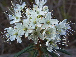 Rhododendron tomentosum