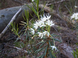 Rhododendron tomentosum