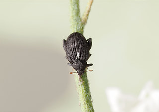 Rhynchaenus jota