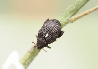 Rhynchaenus jota