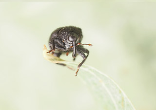 Rhynchaenus jota