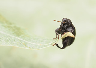 Rhynchaenus jota
