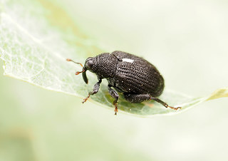 Rhynchaenus jota