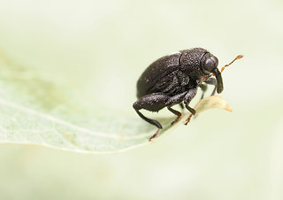 Rhynchaenus jota