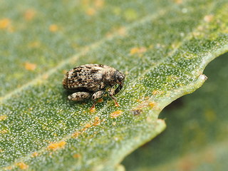Rhynchaenus pilosus