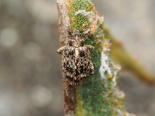 Rhynchaenus pilosus