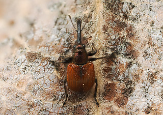 Rhynchites aequatus