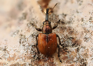 Rhynchites aequatus