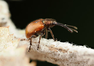 Rhynchites aequatus