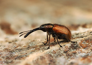 Rhynchites aequatus