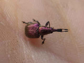 Rhynchites auratus