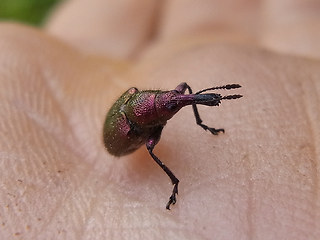 Rhynchites auratus
