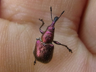 Rhynchites auratus