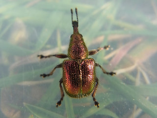 Rhynchites auratus