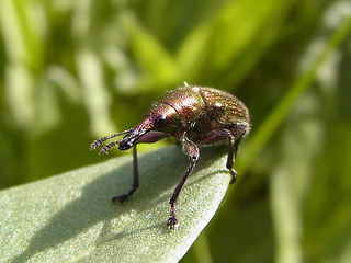 Rhynchites auratus