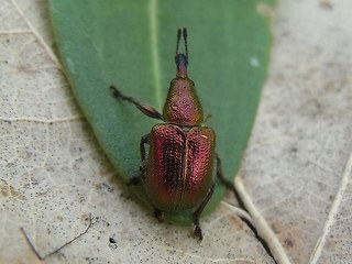 Rhynchites auratus